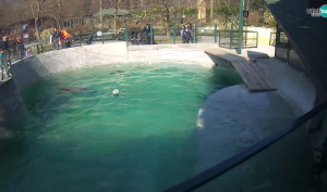 Zoo Zagreb - California Sea Lion